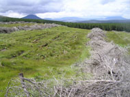 Recovering bog with windrows at Bellaveeny