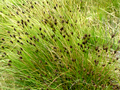 Black bog rush (Schoenus nigricans)