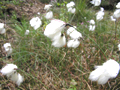 Bog-cottons (Eriophorum spp.)