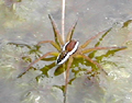 Bog spider (Dolomedes fimbriatus)