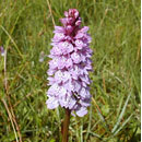 Heath Spotted Orchid