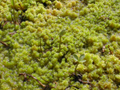 Sphagnum moss (Sphagnum spp.)